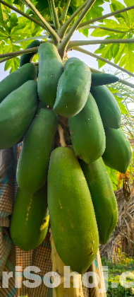 papaya seeds